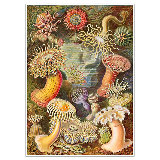 HAECKEL ACTINIAE - Sincerely Frank Art