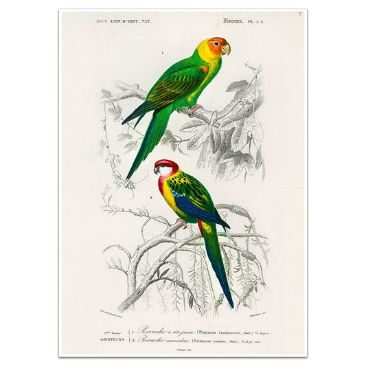 OISEAUX - Sincerely Frank Art