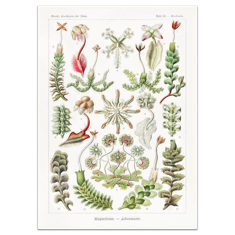 HEPATICASE - LEBERMOOSE - Sincerely Frank Art