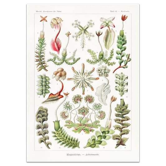 HEPATICASE - LEBERMOOSE - Sincerely Frank Art