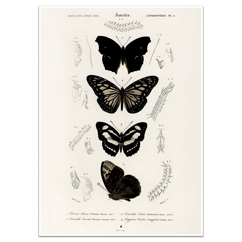 LÉPIDOPTÈRES - Sincerely Frank Art