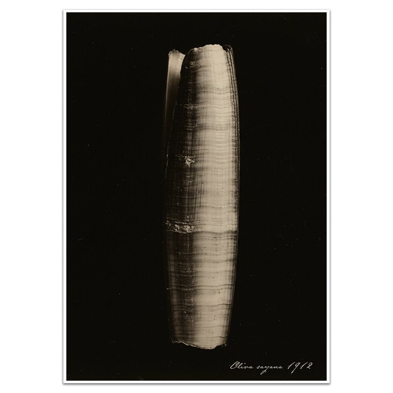 OLIVA SAYANA - Sincerely Frank Art