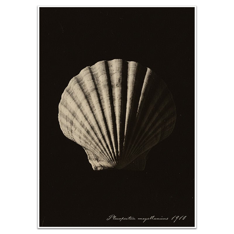 PLACOPECTEN MAGELLANICUS - Sincerely Frank Art