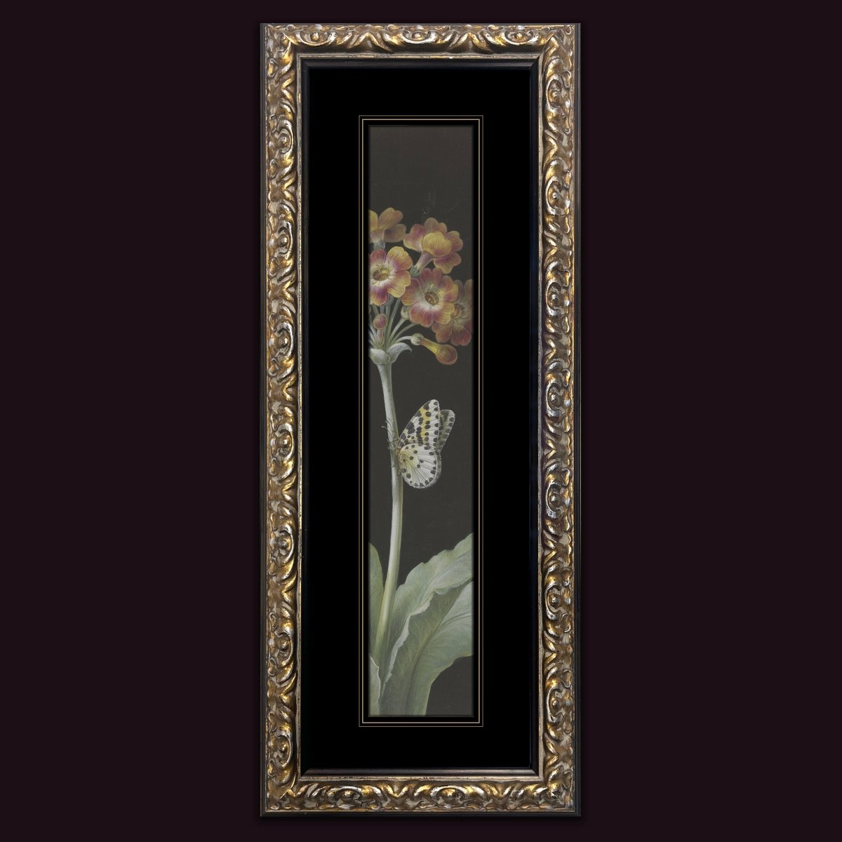 PRIMULA AURICULA - Sincerely Frank Art