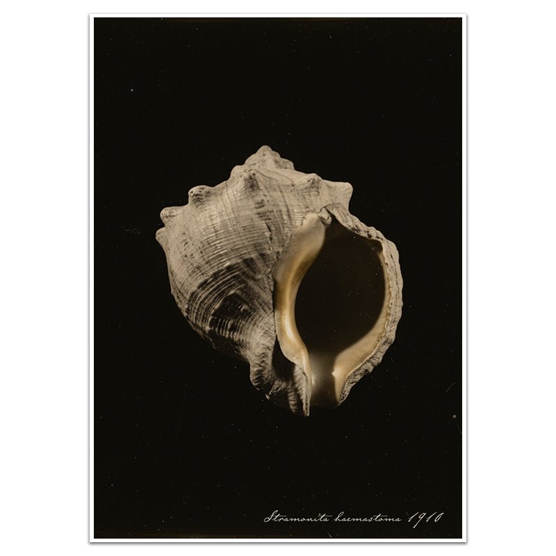 STRAMONITA HAEMASTOMA - Sincerely Frank Art