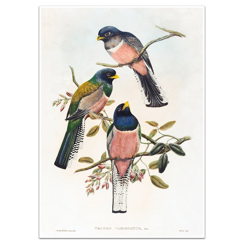 VARIEGATED TROGON - Sincerely Frank Art